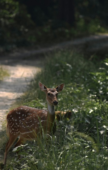 Bardia National Park