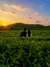 The Mesmerizing Tea Gardens
